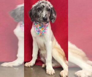 Border-Aussie Dogs for adoption in Aurora, IN, USA