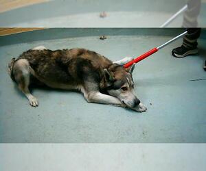 Siberian Husky-Unknown Mix Dogs for adoption in Tulsa, OK, USA