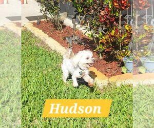 Maltese Dogs for adoption in Plantation, FL, USA
