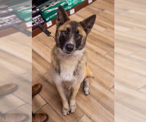 German Shepherd Dog Dogs for adoption in Cupertino, CA, USA