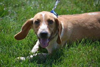 Basset Hound Dogs for adoption in Cincinnati, OH, USA