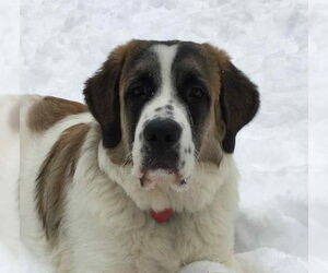 Great Pyrenees-Saint Bernard Mix Dogs for adoption in Hamilton, MT, USA