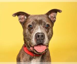 American Staffordshire Terrier Dogs for adoption in Fort Lauderdale, FL, USA