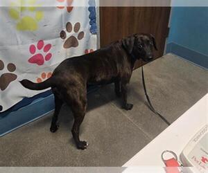 Labrador Retriever-Plott Hound Mix Dogs for adoption in Houston, TX, USA