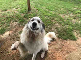 Great Pyrenees Dogs for adoption in Grovetown, GA, USA