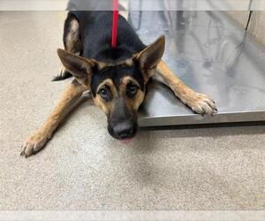 German Shepherd Dog-Unknown Mix Dogs for adoption in Grand Prairie, TX, USA