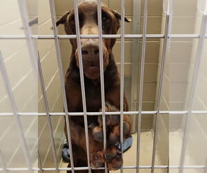 Doberman Pinscher Dogs for adoption in Decatur, IL, USA