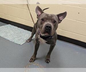 American Pit Bull Terrier Dogs for adoption in Denver, CO, USA