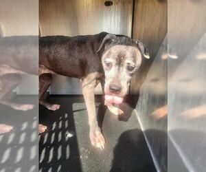 American Staffordshire Terrier-Unknown Mix Dogs for adoption in San Antonio, TX, USA