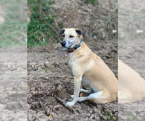 Labrador Retriever-Unknown Mix Dogs for adoption in Wilmington, DE, USA