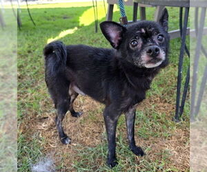 Chihuahua Dogs for adoption in Long Beach, CA, USA