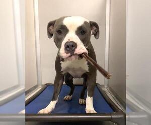American Pit Bull Terrier-Unknown Mix Dogs for adoption in Mission Viejo, CA, USA