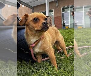 Chug Dogs for adoption in Pueblo, CO, USA