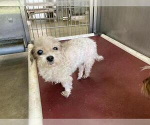Maltipoo Dogs for adoption in Norco, CA, USA
