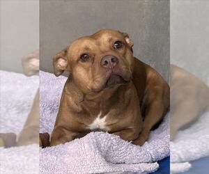 Mutt Dogs for adoption in San Bernardino, CA, USA