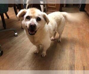 American Eskimo Dog Dogs for adoption in Newport, KY, USA
