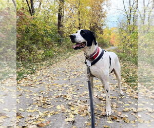 Great Dane-Pointer Mix Dogs for adoption in Bullard, TX, USA