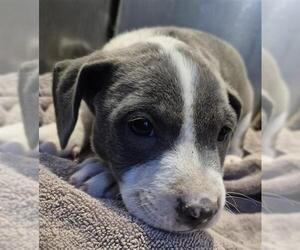 American Staffordshire Terrier-Unknown Mix Dogs for adoption in San Antonio, TX, USA