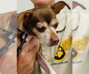 Chihuahua-Unknown Mix Dogs for adoption in Tampa, FL, USA