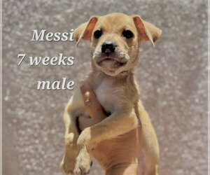 Chihuahua-Unknown Mix Dogs for adoption in Virginia Beach, VA, USA