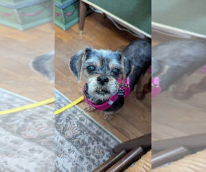 Mutt Dogs for adoption in Mundelein, IL, USA