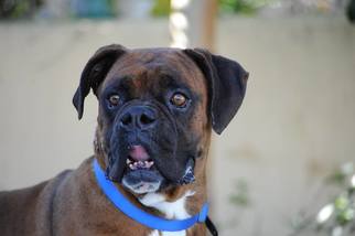 Medium Photo #1 Boxer Puppy For Sale in Alameda, CA, USA