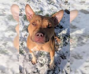 Staffordshire Bull Terrier-Unknown Mix Dogs for adoption in Akron, OH, USA