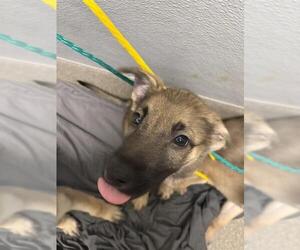 German Shepherd Dog-Unknown Mix Dogs for adoption in Las Vegas, NV, USA