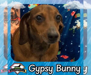 Dachshund-Unknown Mix Dogs for adoption in San Antonio, TX, USA