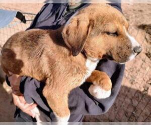 Golden Retriever-Red Heeler Mix Dogs for adoption in Pena Blanca, NM, USA