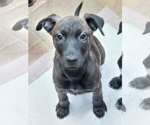 Catahoula Leopard Dog-Labrador Retriever Mix Dogs for adoption in Sanford, FL, USA