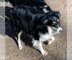 Australian Shepherd Dogs for adoption in Baileyton, AL, USA