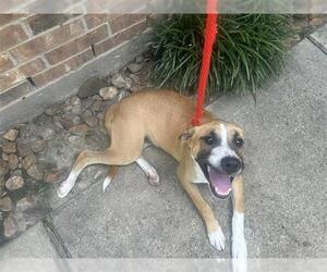 American Pit Bull Terrier Dogs for adoption in Houston, TX, USA