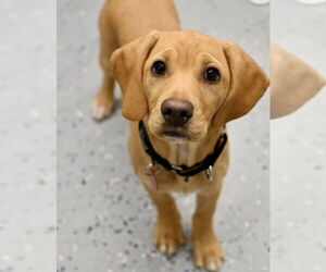 Basset Hound-Unknown Mix Dogs for adoption in Wakefield, RI, USA