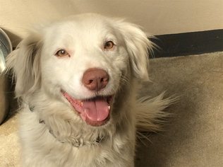 Irish Setter Dogs for adoption in pomona, CA, USA