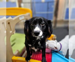 Mutt Dogs for adoption in Los Angeles, CA, USA