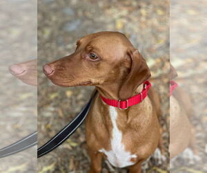 Dachshund-Unknown Mix Dogs for adoption in Weston, FL, USA