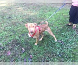 American Pit Bull Terrier-Labrador Retriever Mix Dogs for adoption in Siler City, NC, USA