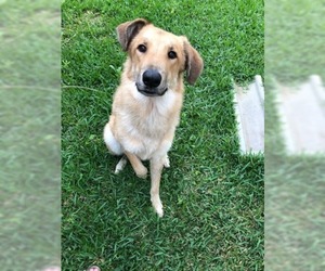 Golden Shepherd Dogs for adoption in Rosenberg, TX, USA