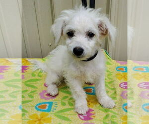 Bichon Frise Dogs for adoption in Mountain View, MO, USA