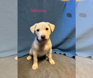 Labrador Retriever-Retriever Mix Dogs for adoption in Duluth, MN, USA