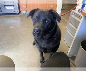 Golden Retriever-Rottweiler Mix Dogs for adoption in Santa Cruz, CA, USA