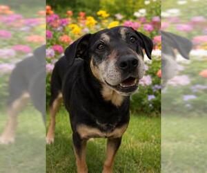 Beauceron-Unknown Mix Dogs for adoption in Globe, AZ, USA