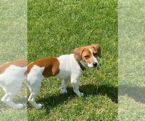 Jack Russell Terrier Dogs for adoption in South Bend, IN, USA