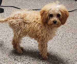 Cavapoo Dogs for adoption in Smithfield, PA, USA