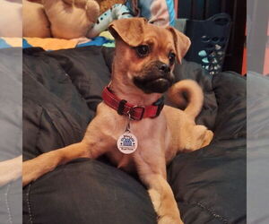 Medium Photo #1 Puggle Puppy For Sale in Wakefield, RI, USA