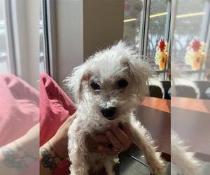 Poodle (Miniature)-Unknown Mix Dogs for adoption in San Antonio, TX, USA