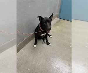 American Pit Bull Terrier-Unknown Mix Dogs for adoption in Las Vegas, NV, USA