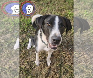 Great Pyrenees Dogs for adoption in Spring, TX, USA