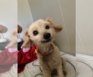 Poodle (Toy) Dogs for adoption in Victorville, CA, USA